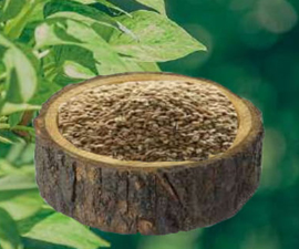 Ajwani Seed