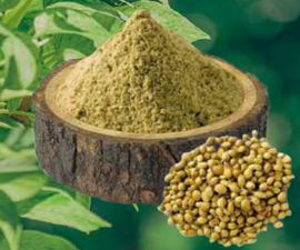 Coriander Powder